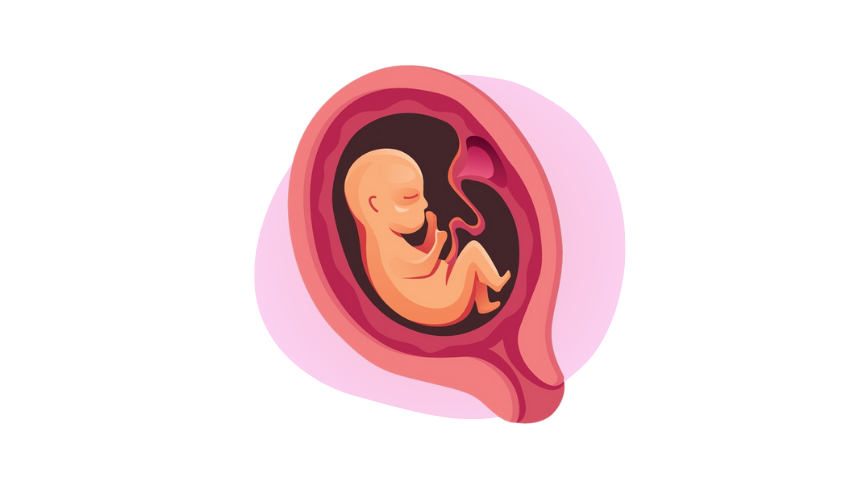 Zedu Second Trimester Ultrasound for Sonographers course - join us for an immersive and practical experience to fast-track your skills development and get you work-ready