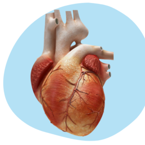 Zedu Echocardiography Basic Views for Sonographers course - join us for an immersive and practical experience to fast-track your skills development and get you work-ready