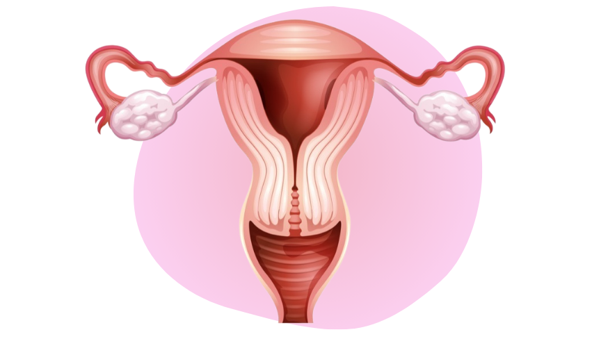 Gynaecology Ultrasound for Sonographers