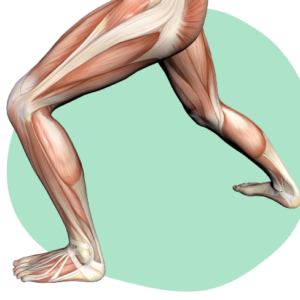 Zedu Lower Limb Musculoskeletal Ultrasound for Sonographers course - join us for an immersive and practical experience to fast-track your skills development and get you work-ready