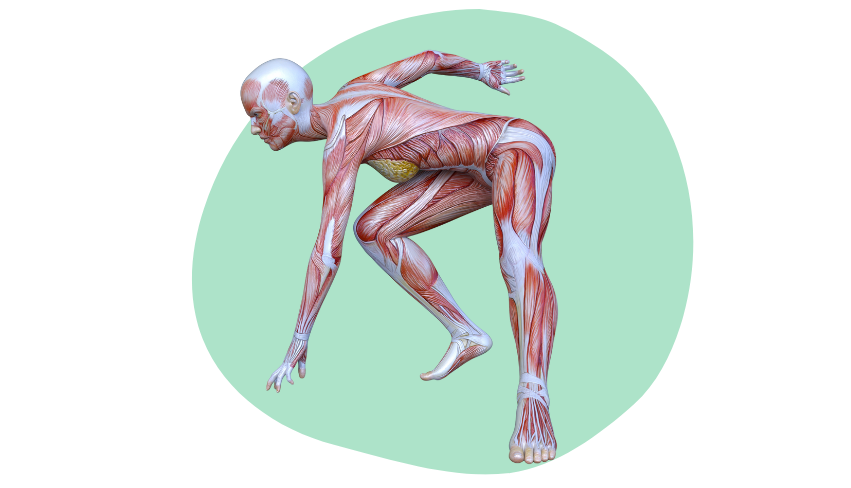 Zedu Musculoskeletal Ultrasound Fundamentals for Sonographers course - join us for an immersive and practical experience to fast-track your skills development and get you work-ready