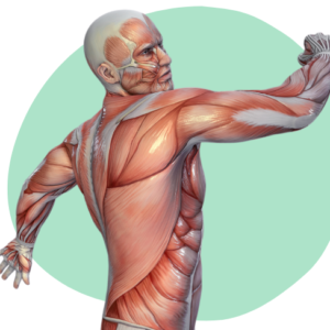 Zedu Upper Limb Musculoskeletal Ultrasound for Sonographers course - join us for an immersive and practical experience to fast-track your skills development and get you work-ready