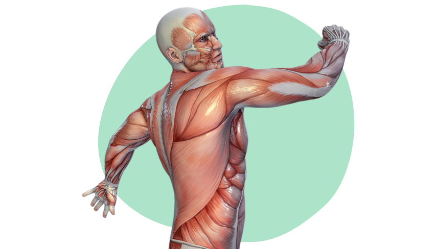 Zedu Upper Limb Musculoskeletal Ultrasound for Sonographers course - join us for an immersive and practical experience to fast-track your skills development and get you work-ready