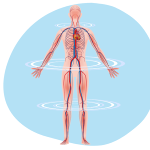 Zedu Introduction to Vascular Ultrasound for Sonographers course - join us for an immersive and practical experience to fast-track your skills development and get you work-ready