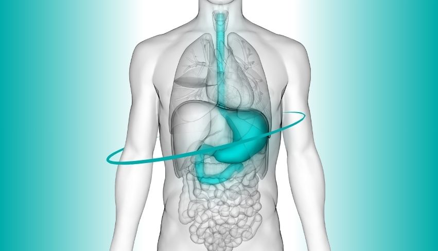 Zedu gastric ultrasound course