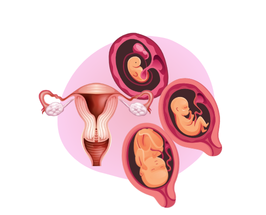 Zedu obs & gynae ultrasound training for sonographers - join us for an immersive and practical experience to fast-track your skills development and get you work-ready